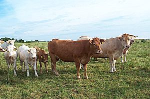 Cowfamily auf Eifelwiese