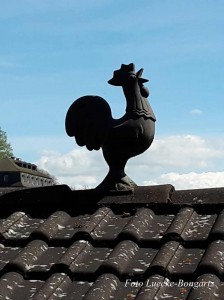 2017-05-15 Hahn auf Dach - Foto ULB # 113533AT-800